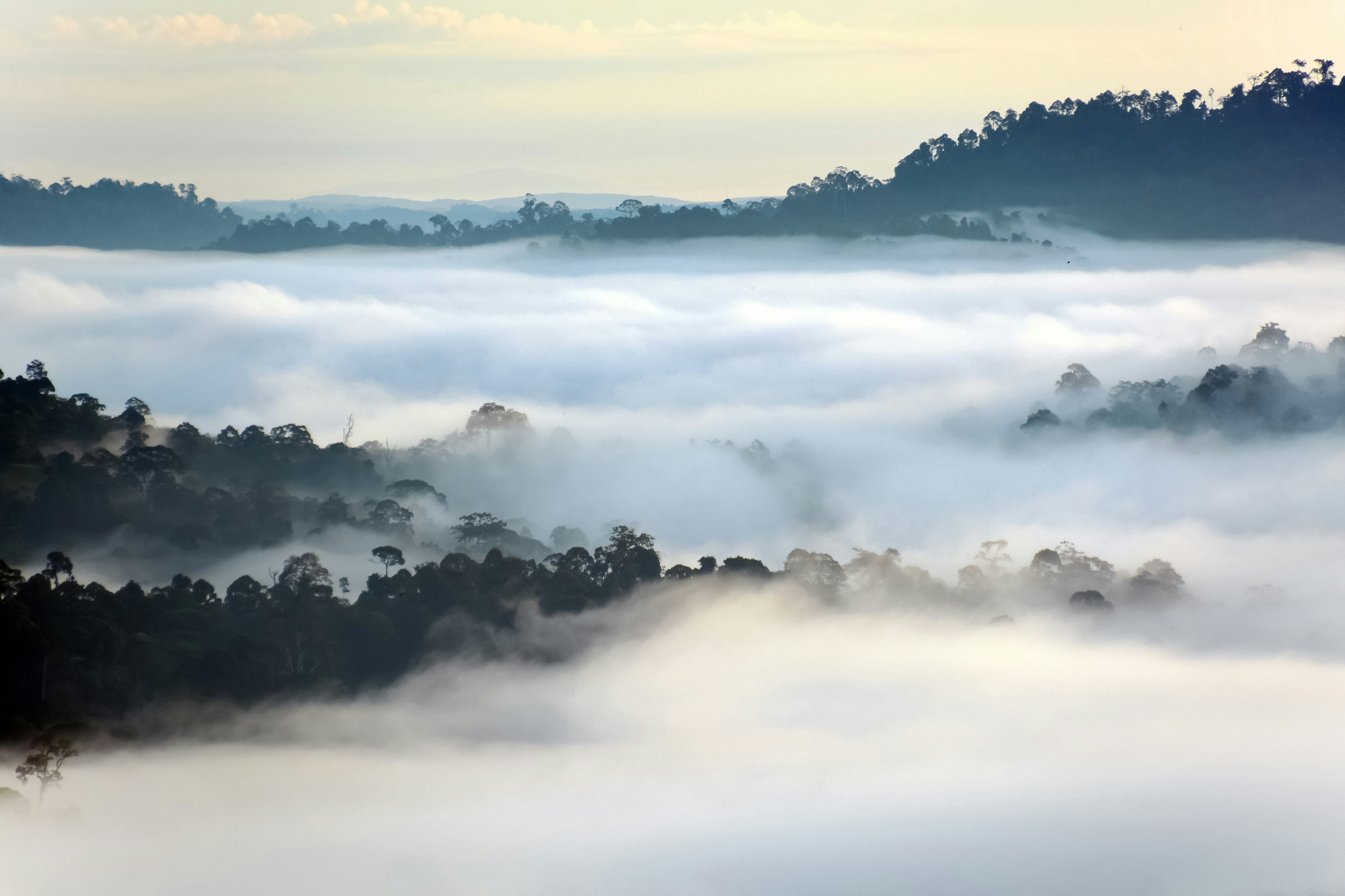 white clouds over green trees